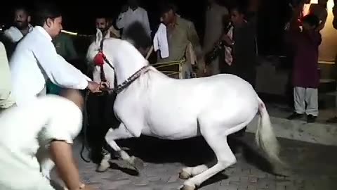 Dancing Horse