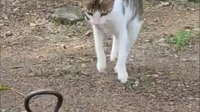 Funny cat and senk video