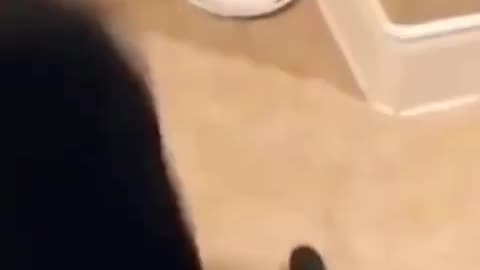 Daring Cat prank🐱Super Shot Very Funny🤣🤣🤣