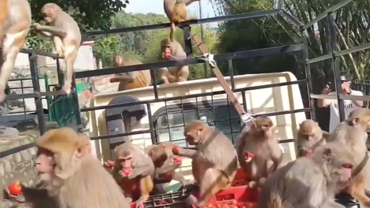 Funny video