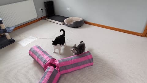 Cats Play Fighting 4K