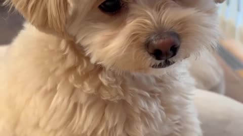 Adorable Puppers: A Heartwarming Video of a Happy Dog