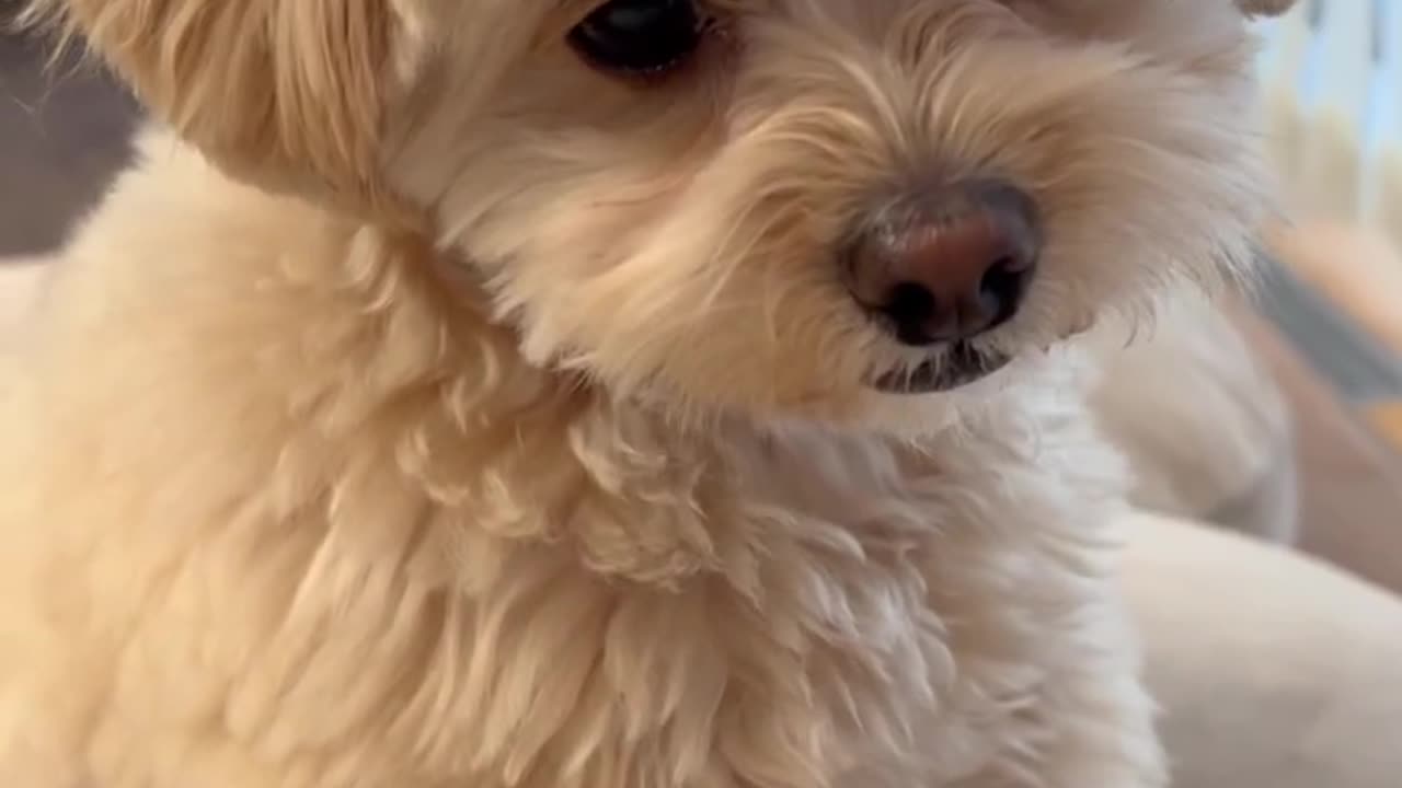 Adorable Puppers: A Heartwarming Video of a Happy Dog