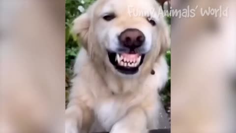 Funniest dogs and cats prank biggest fun 🤣