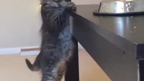 Trying to climb up the table, found that the height is not enough