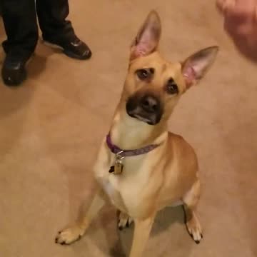 Shaping the "puppy push up" a great game to teach and reinforce behaviors with Hallagan