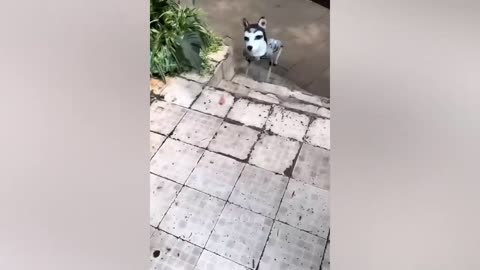 Funny 🤣🤣🤣 cat's, dog's video 🤣❤️❤️