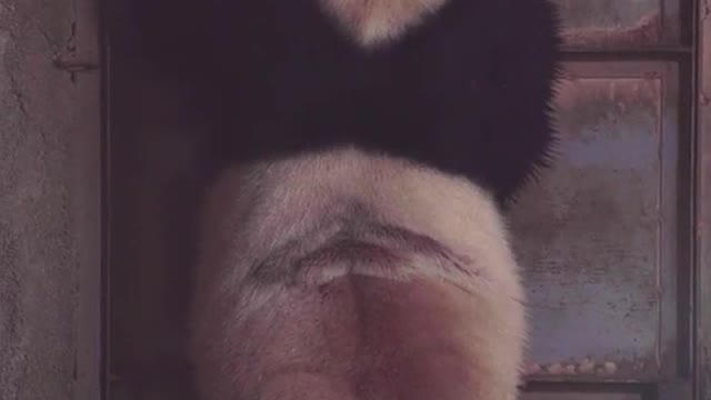 Hehei Everyday # giant panda