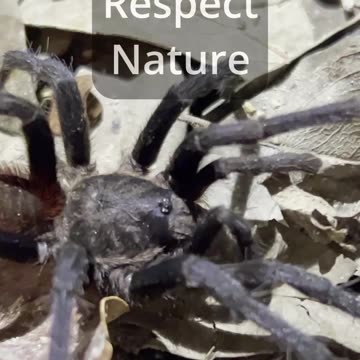 WILDLIFE IS COOL Ep.3