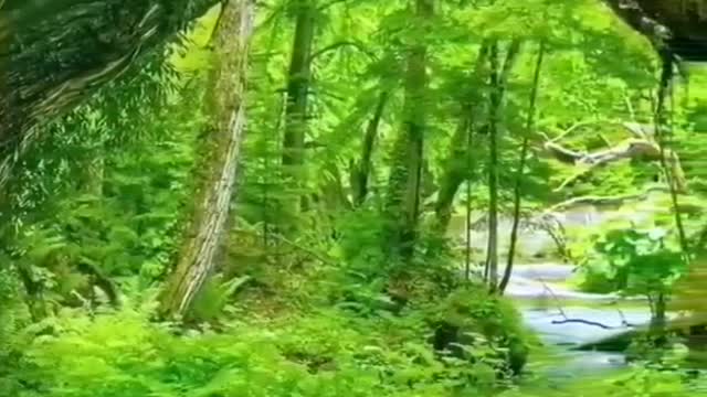 Feel Nature sound short videos (1080P_HD)