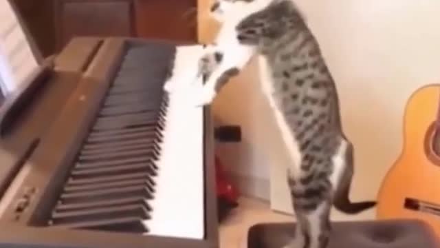 Funny animals