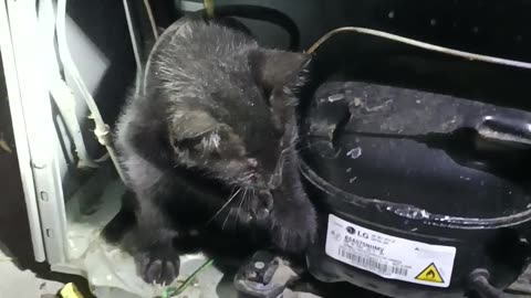 Rescuing a Kitten Trapped in a Refrigerator