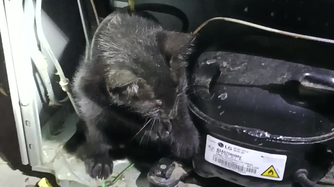 Rescuing a Kitten Trapped in a Refrigerator