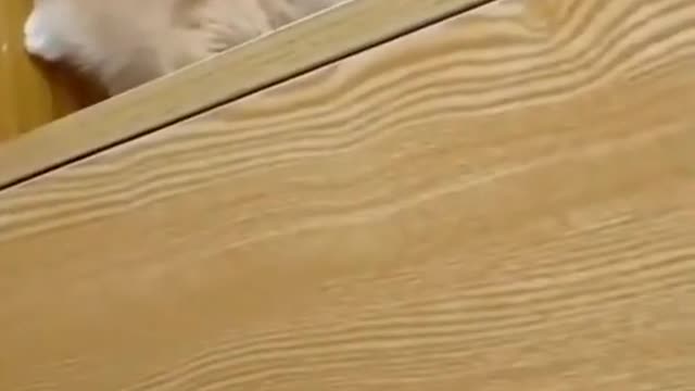 Best Funny Cats