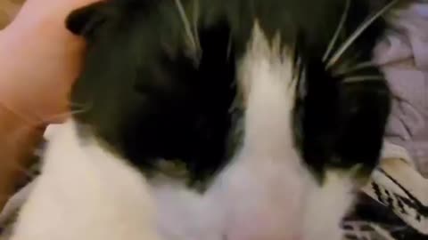 How To Pet An Annoying Cat