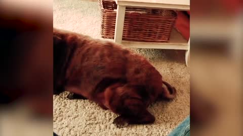 Dog farts and cat pukes