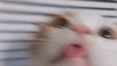 Funny cat doing crazy things