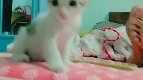 Cute baby kitten want a sleep