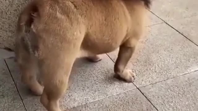 funny dog lion video