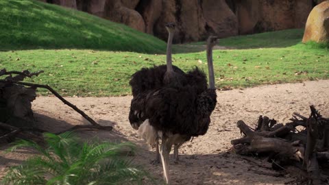 Ostrich