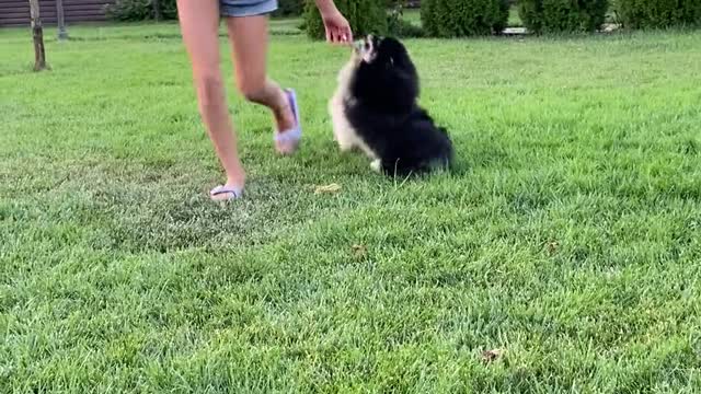 A girl playing with her dog, while the dogs are in rush for foods or something