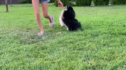 A girl playing with her dog, while the dogs are in rush for foods or something