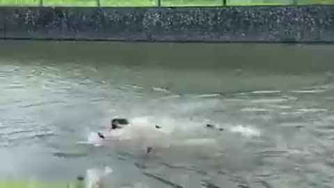 Otter Gang War