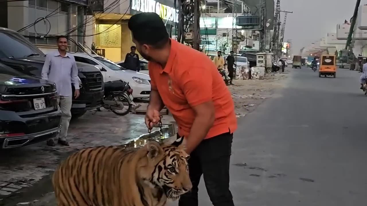 Royal Bengal Tiger