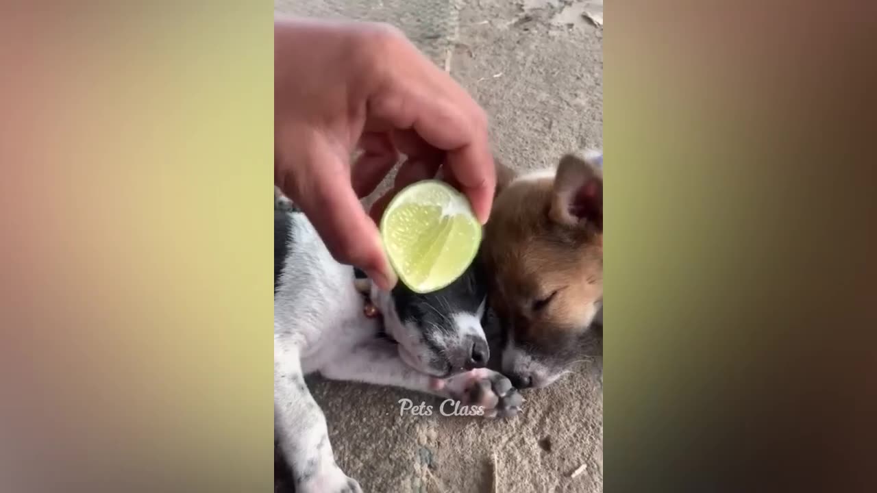 Funniest Animals