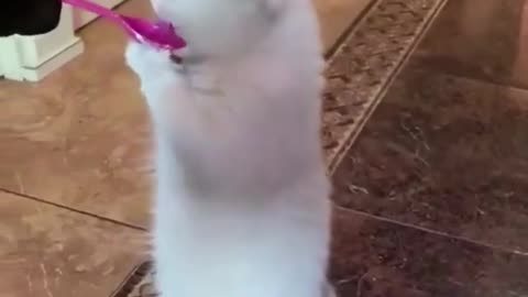 funny animal videos shorts 2023