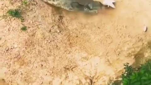 "Into the Wild: The Ultimate Crocodile Hunt"