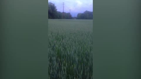 Small Dog Bounces Around A Tall Grass Field