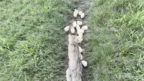 Cute animals; a blessing to see