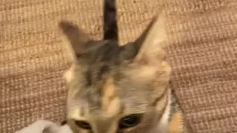 Naughty yet cutie Cats
