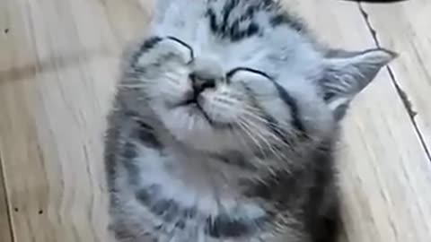 Cute Cats Funny Videos part2