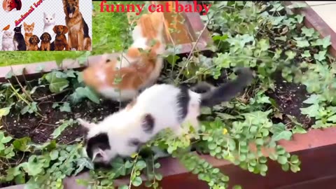 Funny Cat And Kitten meowing