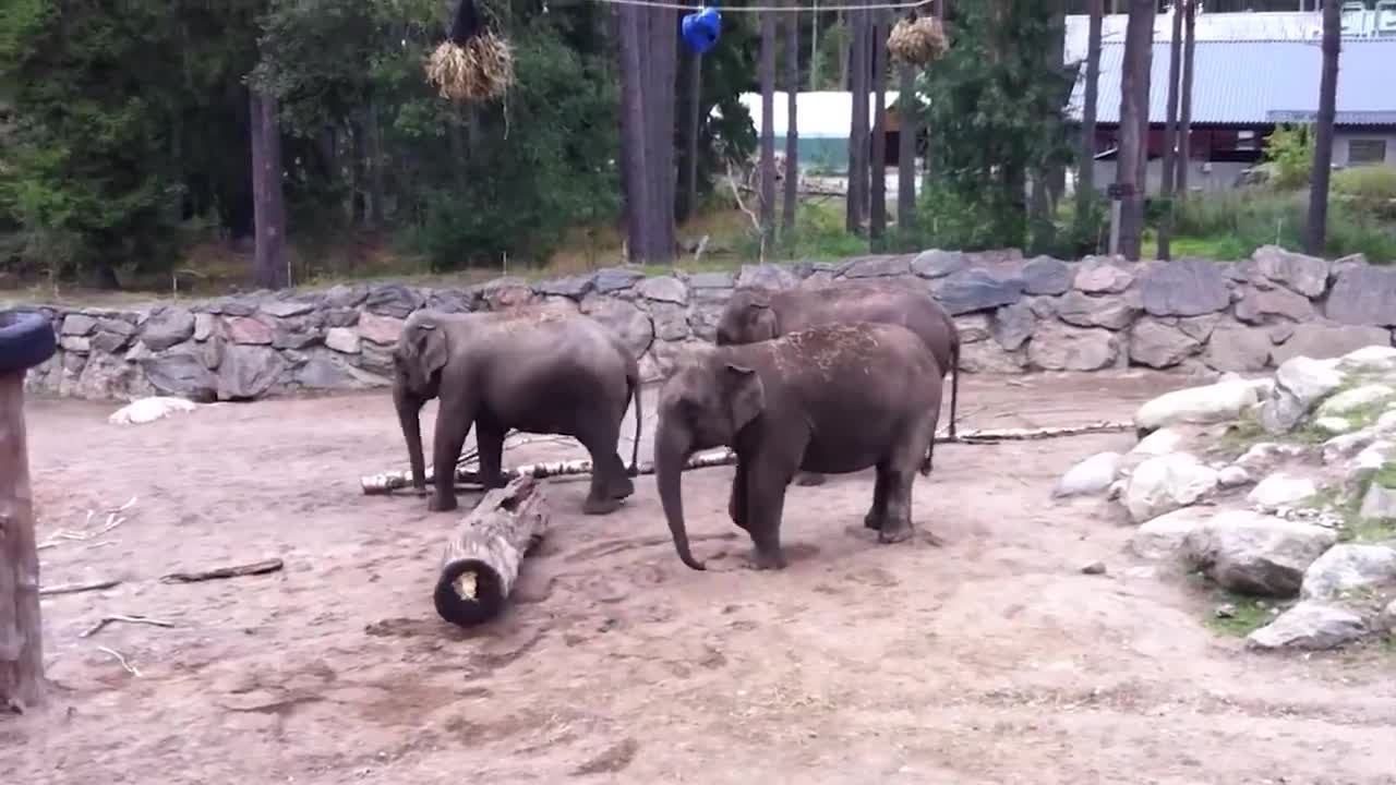 Are Elephants OP?