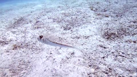 Puffer Animal Universe