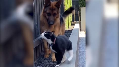 Funny Animal Videos 2022 😂 - Best Dogs And Cats Videos 😍
