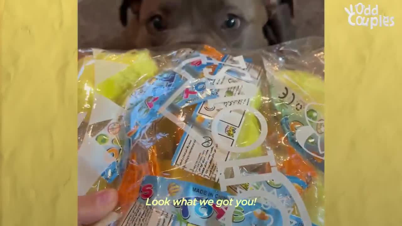 Pittie Stands By The Door And Whines Until He Can Go See His Baby Chicks _ The Dodo