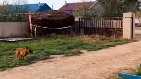 CHECK HOW FAR THIS DOG CAN JUMP