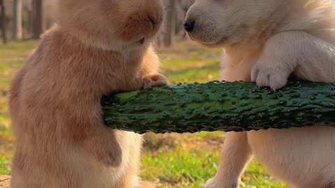 Puppy & Rabbit Love