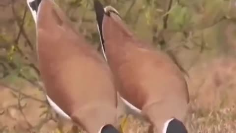 The courtship display of the yellow-wattled lapwing,