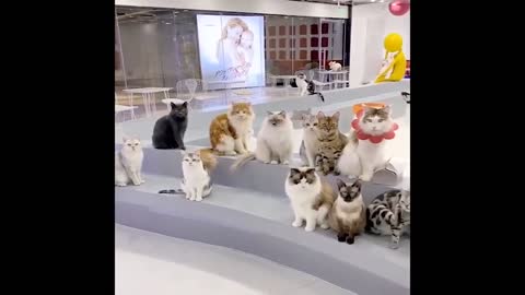 AA CAT COMMUNITY.. Cute and Funny Cat Dog Videos Compilation