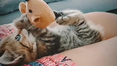 ❤️ 🐱🐈 #funny #cute #cat #kitten #love #friends #happy #shorts #viral #trending #subscribe