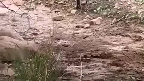 Animal Trending Videos