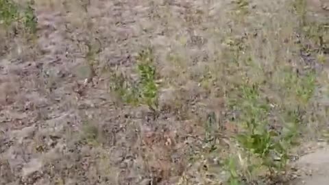 Karakalpakstan. Protesters beat up soldiers of the internal troops of Uzbekistan.