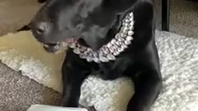 Dog wears jewelry