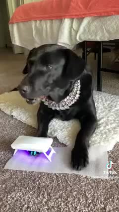 Dog wears jewelry