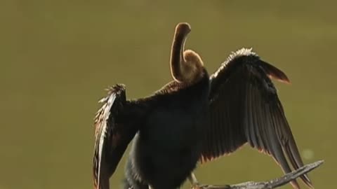 Wildlife in closer view with a natural perspective.
